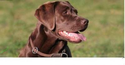 20091129161532-labrador.jpg